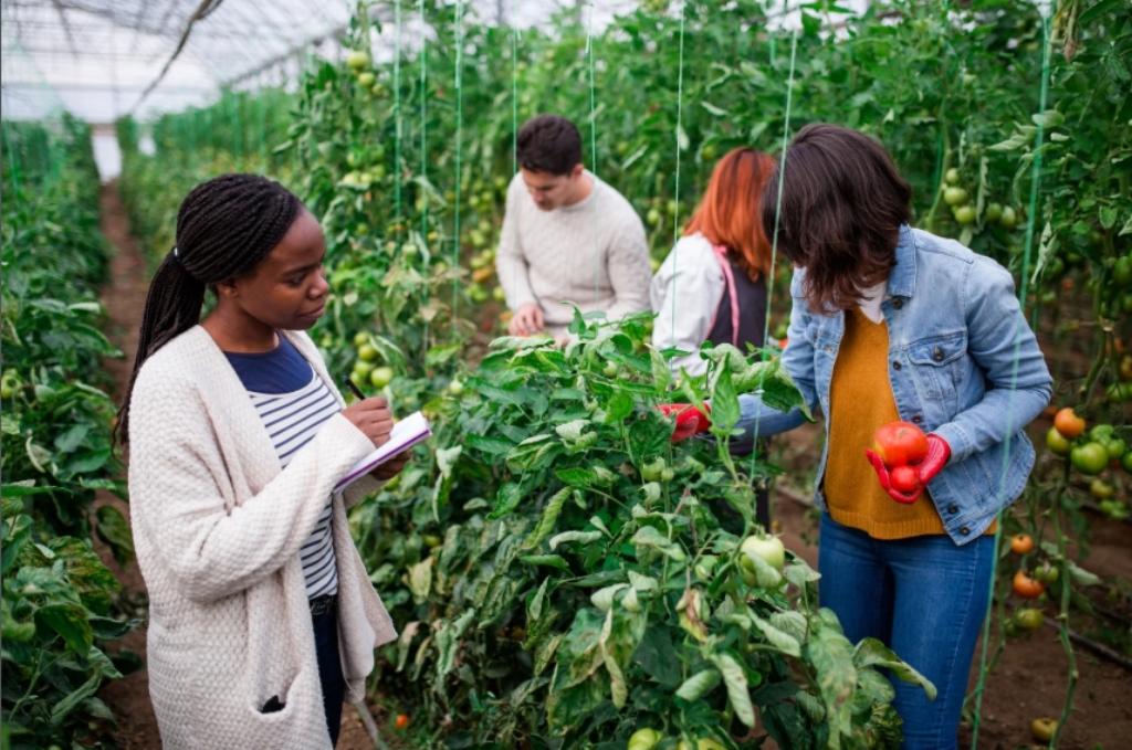 Développement de Guides Techniques et de Formations Agricoles